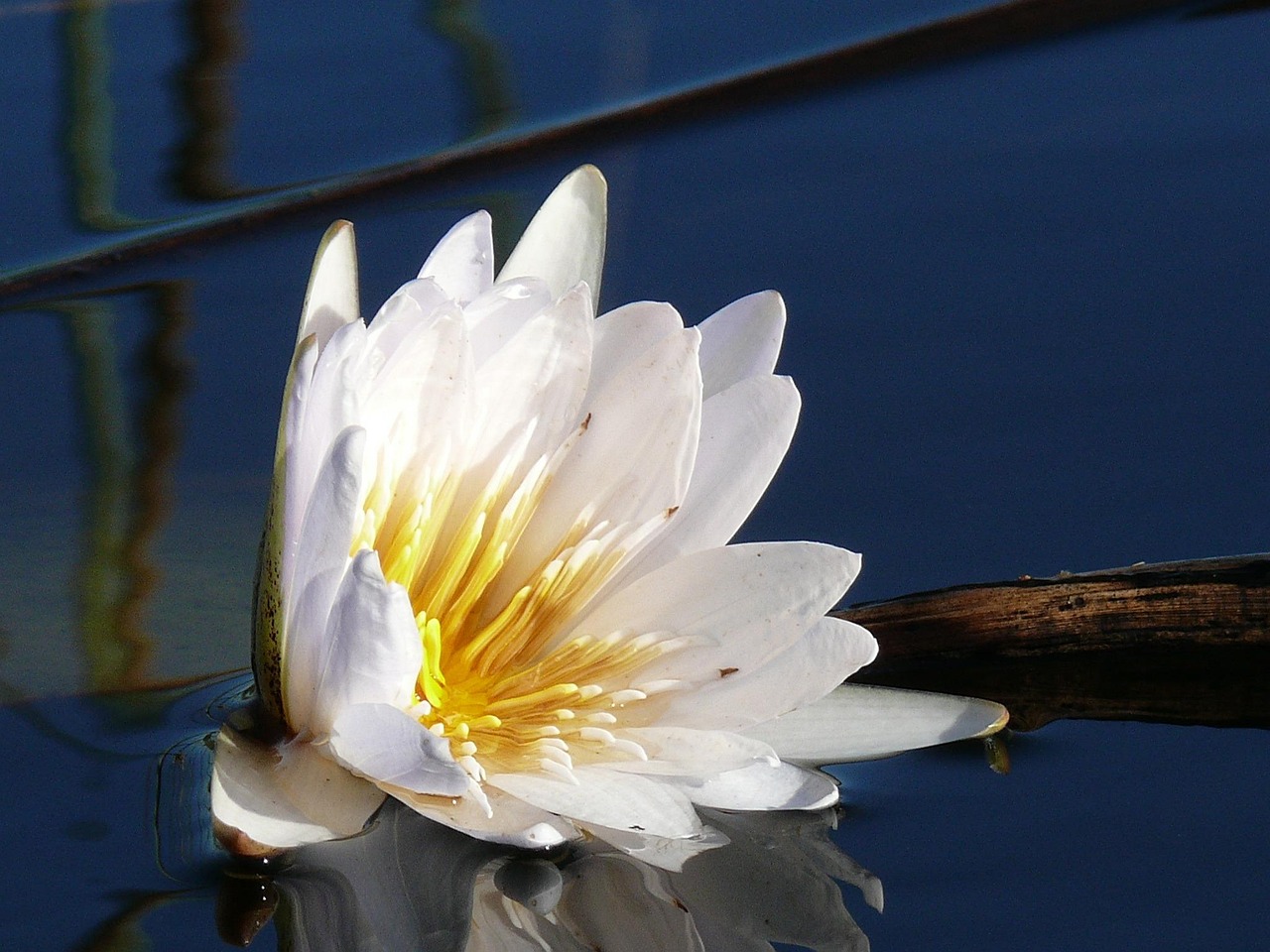 water lily okavango delta botswana