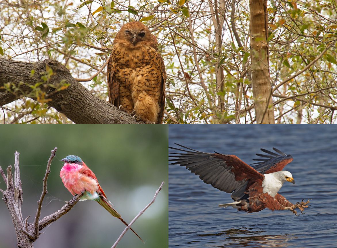 Pels Fishing Owl, Southern Carmine Bee Eater and African Fish Eagle