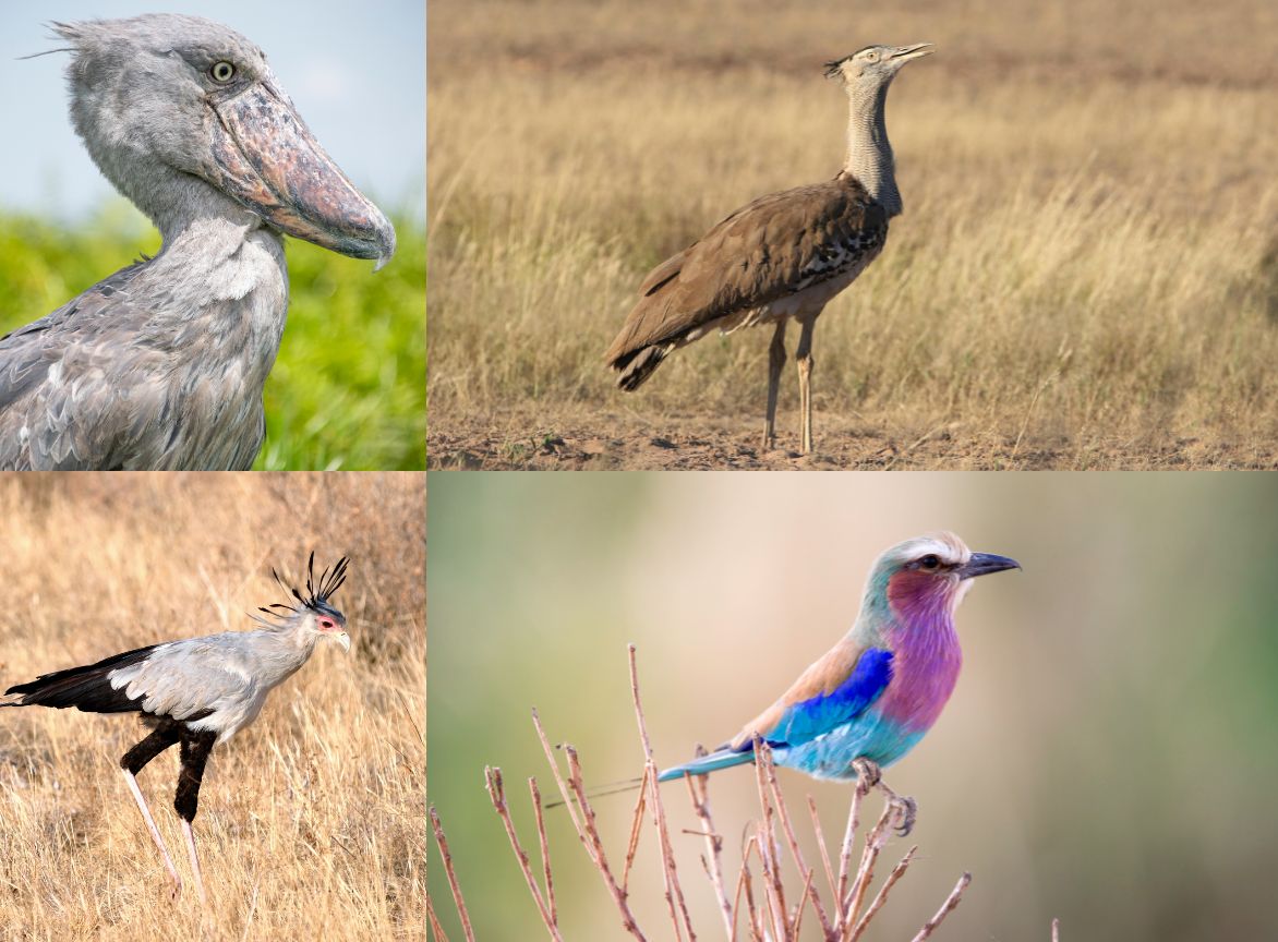 Shoebill Stork, Secretary Bird, Kori Bustard and the Lilac Breasted Roller