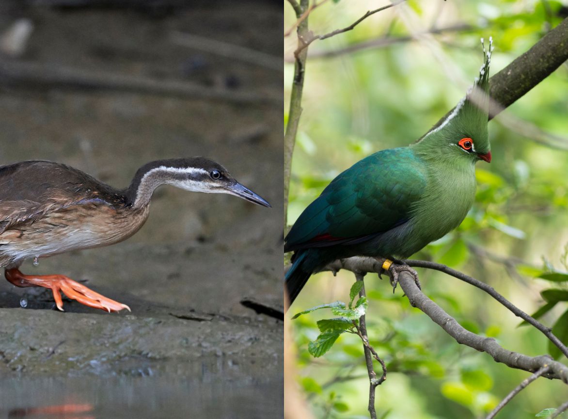 The African Finfoot and the Schalow's Turaco