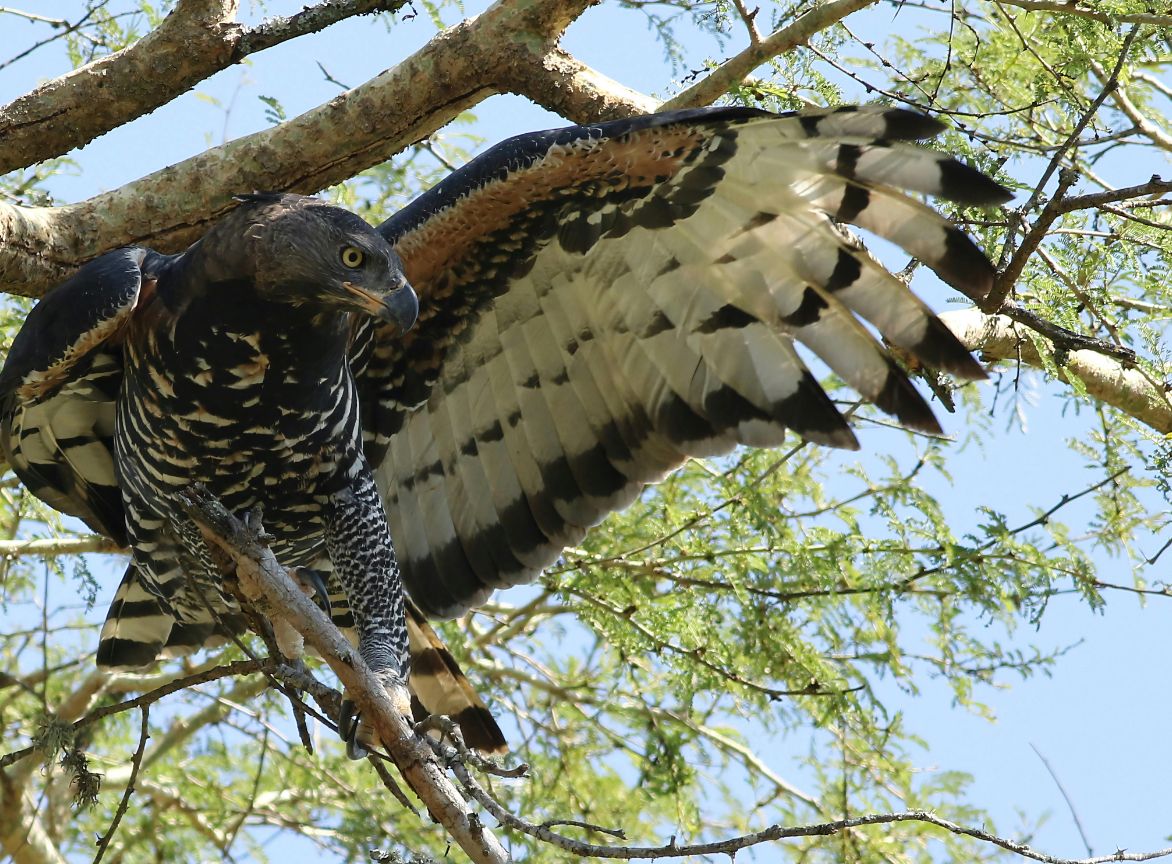 The African Crowned Eagle