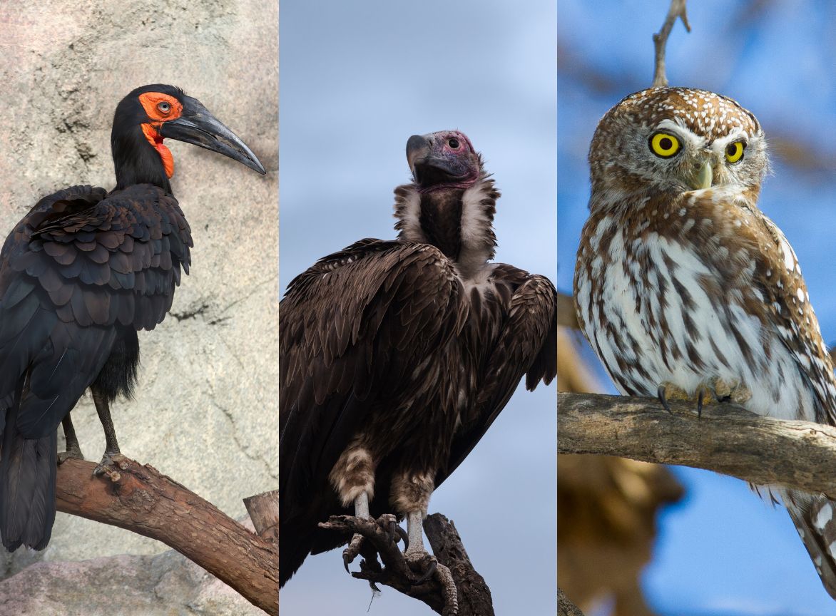 The Southern Ground Hornbill, Lappet-faced Vulture & Pearl Spotted Owlet