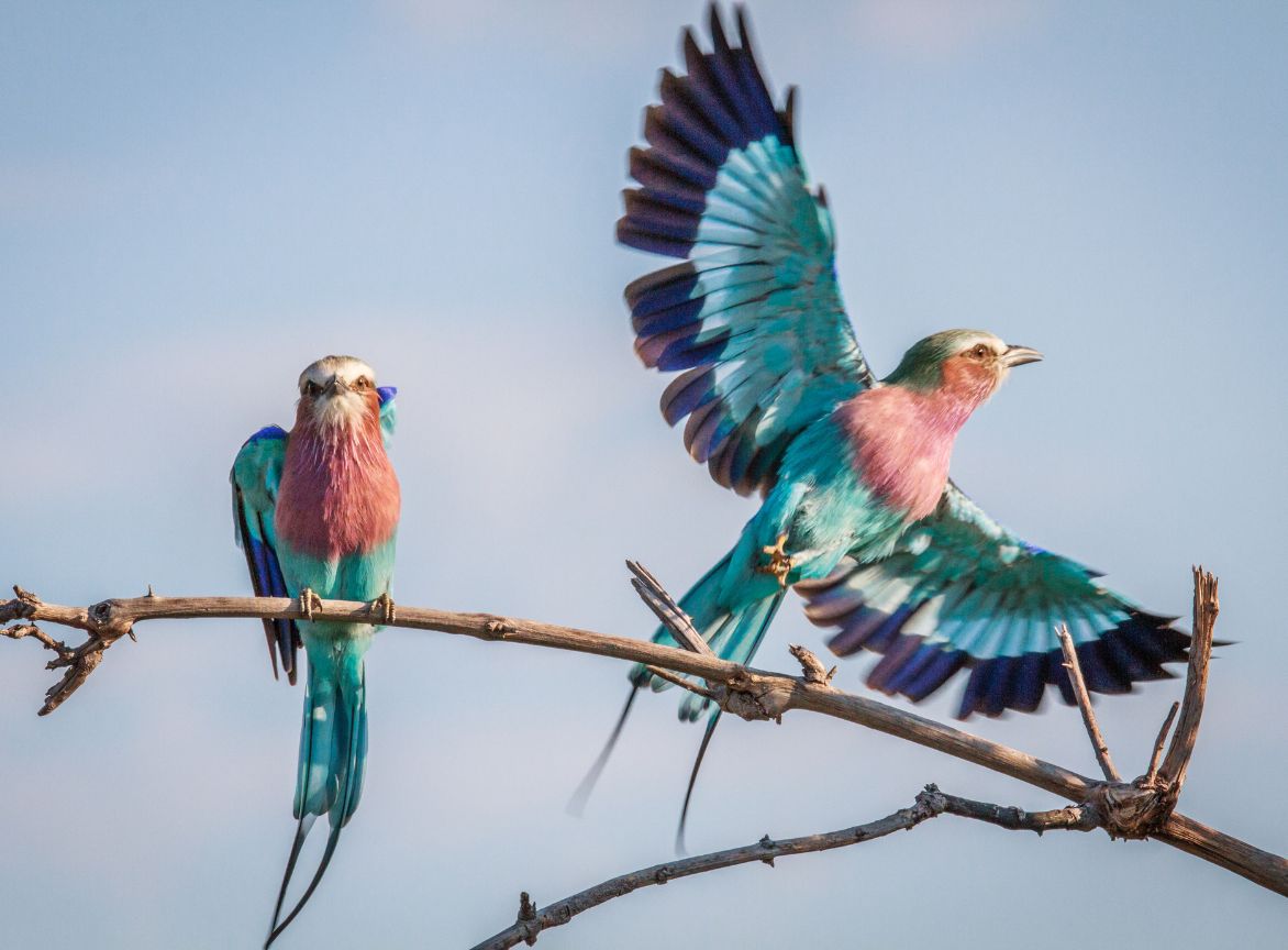 Lilac-breasted roller perched on a branch while another bird takes flight