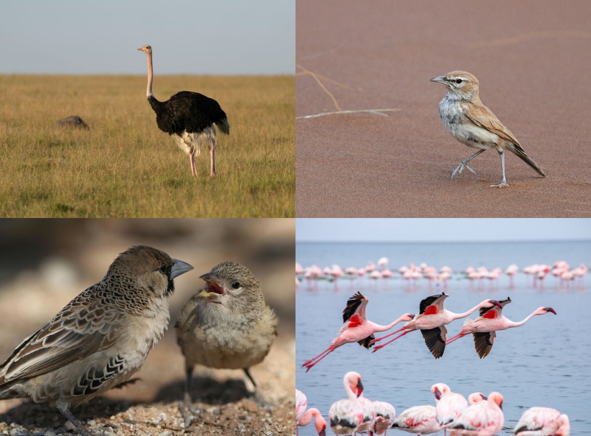The Wild Ostrich, Dune Lark, Sociable Weaver and Greater & Lesser Flamingoes