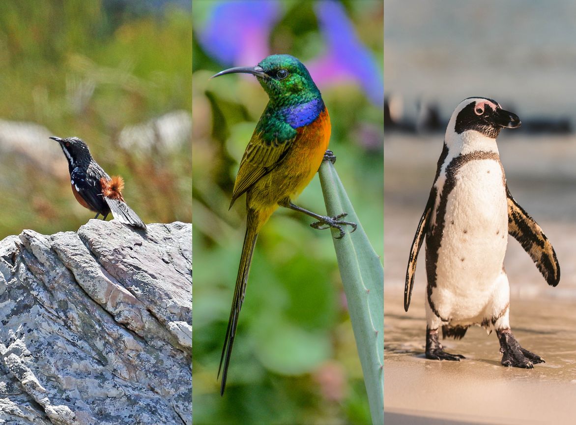 The Cape Rockjumper, Orange Breasted Sunbird & African Penguin