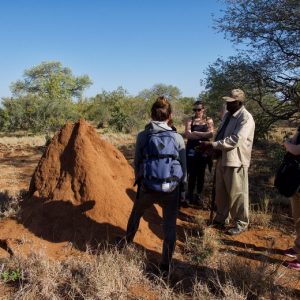 6 Day Ultimate Kruger Wildlife Safari