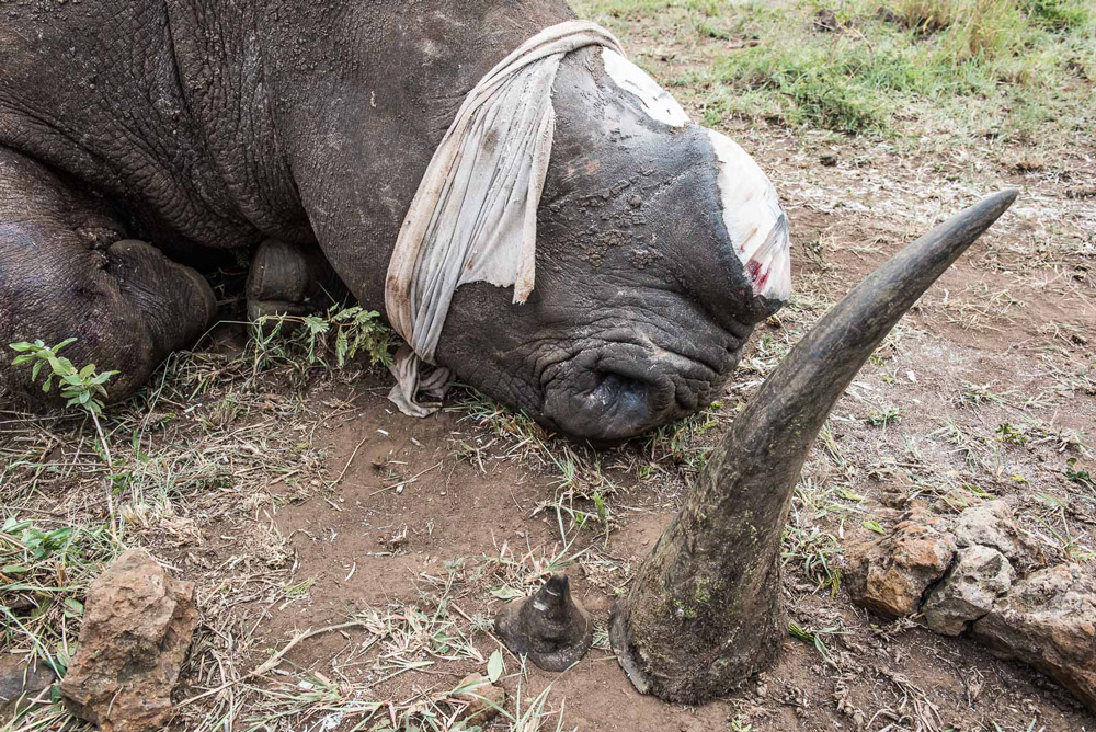 A team of conservationists and veterinarians using a chainsaw to humanely dehorn an anesthetized rhino.